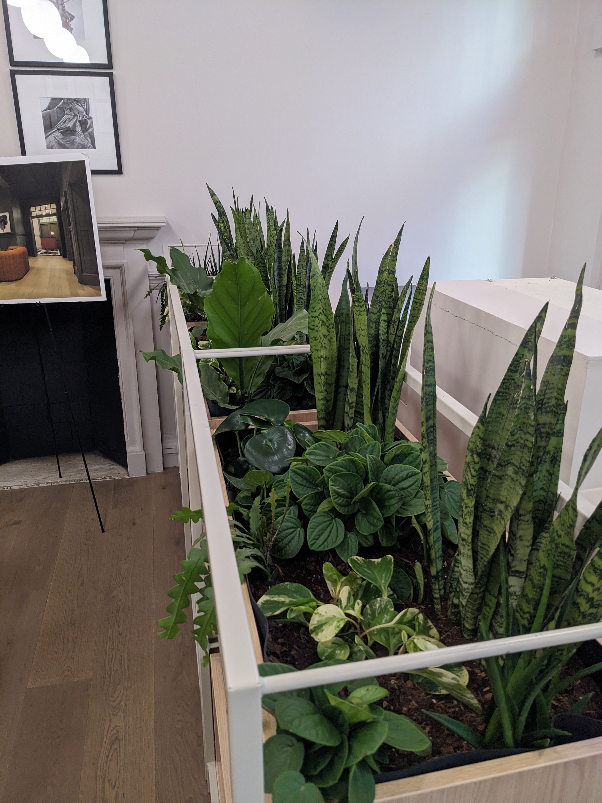 Low-light interior planting remediation at Baltic Chambers in Glasgow